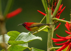 Aethopyga gouldiae