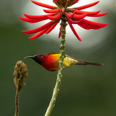 Aethopyga gouldiae