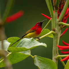 Aethopyga gouldiae