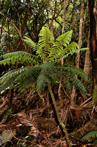 Leptopteris wilkesiana observed 2023-06-23