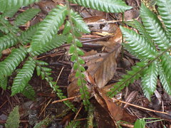 Steiropteris deltoidea