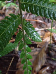 Steiropteris deltoidea