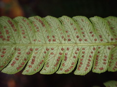 Steiropteris deltoidea