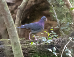 Geotrygon leucometopia