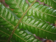 Steiropteris deltoidea