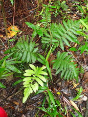 Steiropteris deltoidea