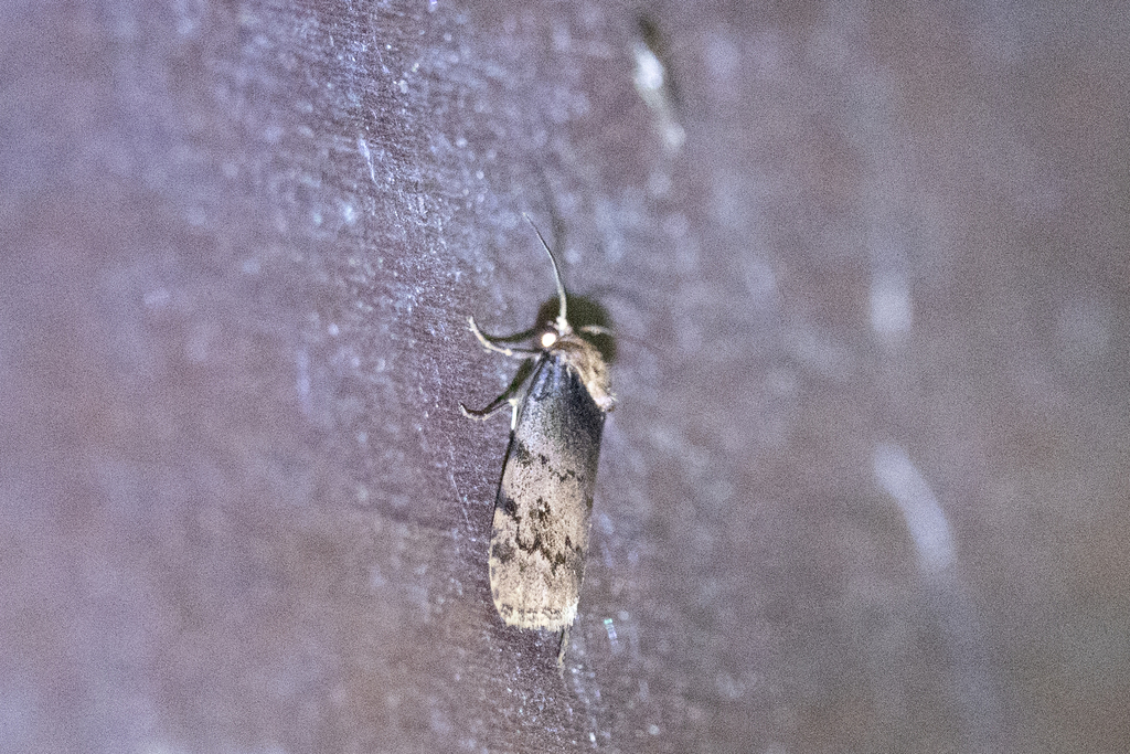 Siccia pyralina (Siccia pyralina)