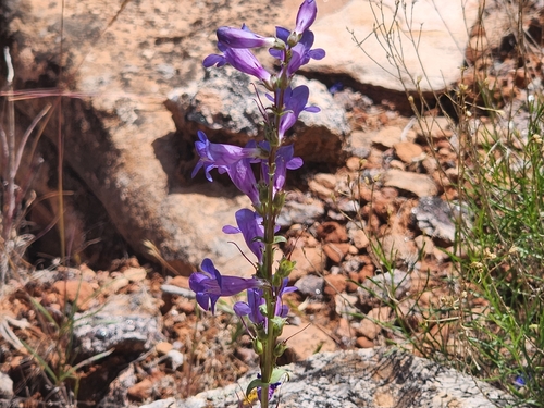 Bluestem Beardtongue (Penstemon cyanocaulis)