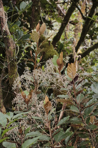 Argophyllum grunowii observed 2023-06-23