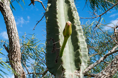 Cereus stenogonus