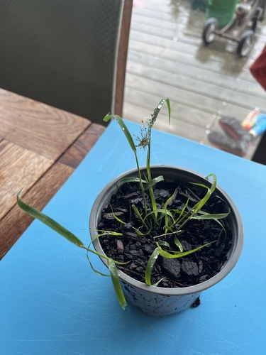 Eragrostis amabilis iNat (1)