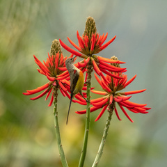 Aethopyga gouldiae