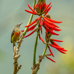 Aethopyga gouldiae