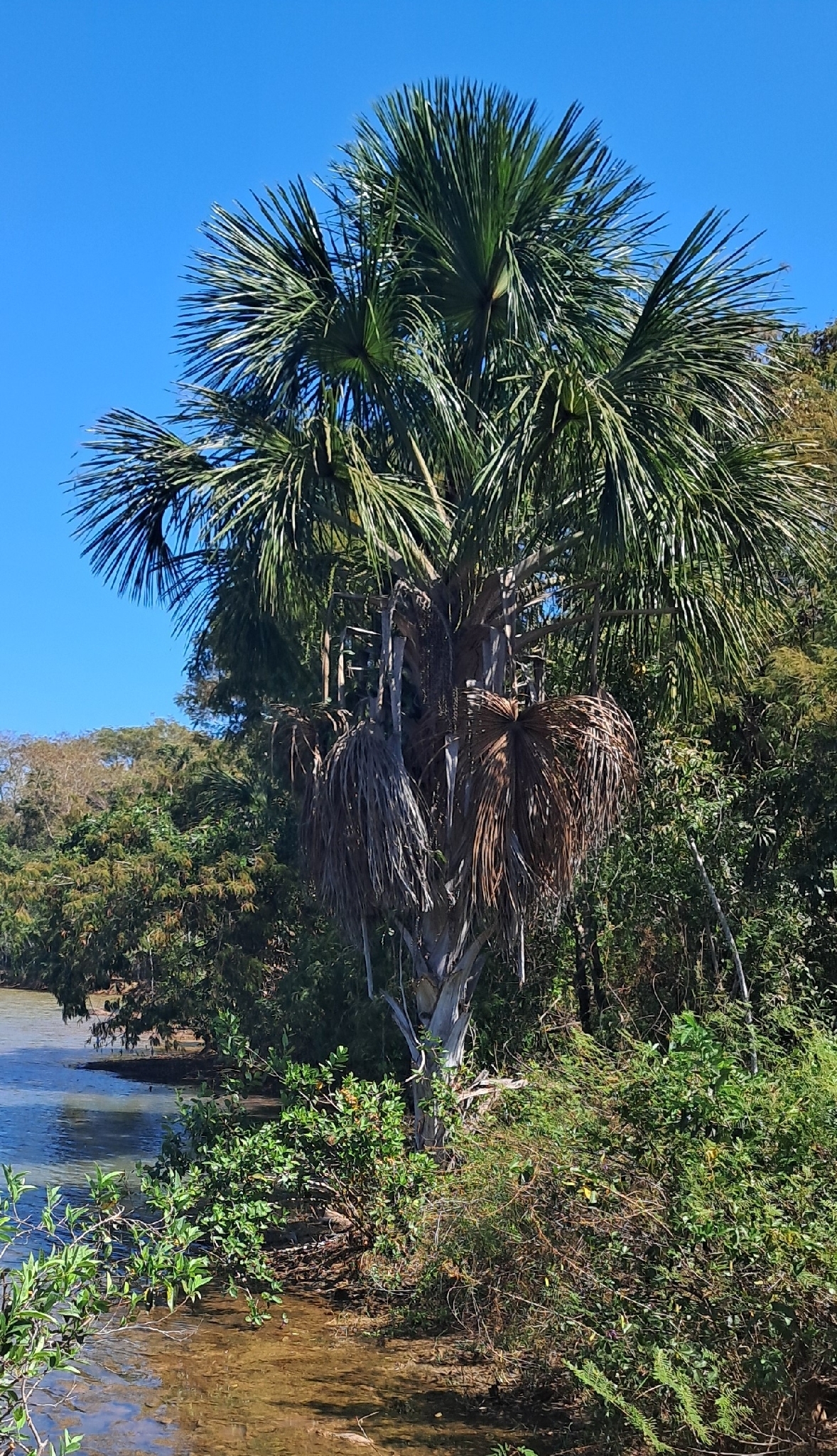 Mauritia flexuosa