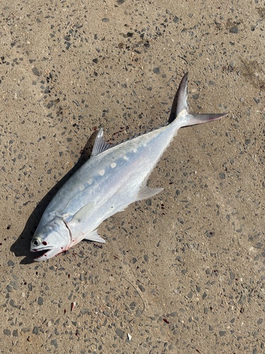 Doubledotted queenfish (Scomberoides commersonnianus) — Carangidae