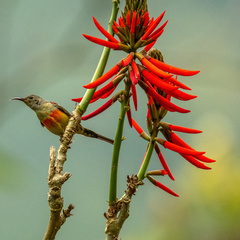 Aethopyga gouldiae