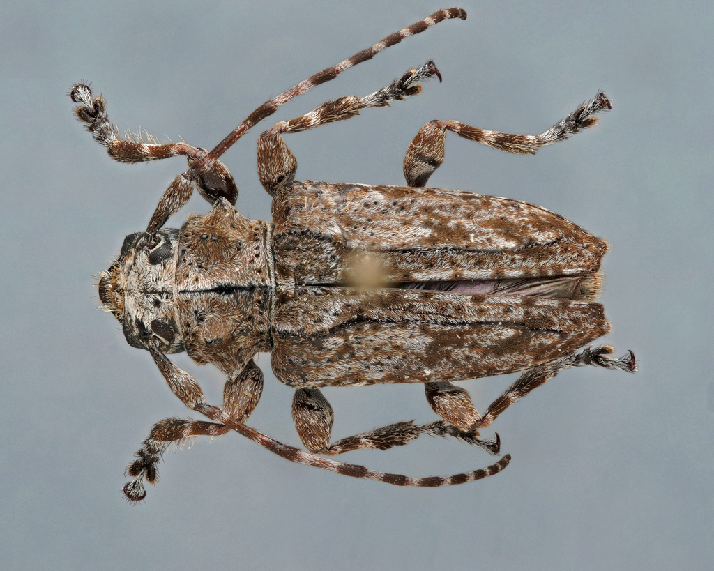 Acanthoderes albifrons