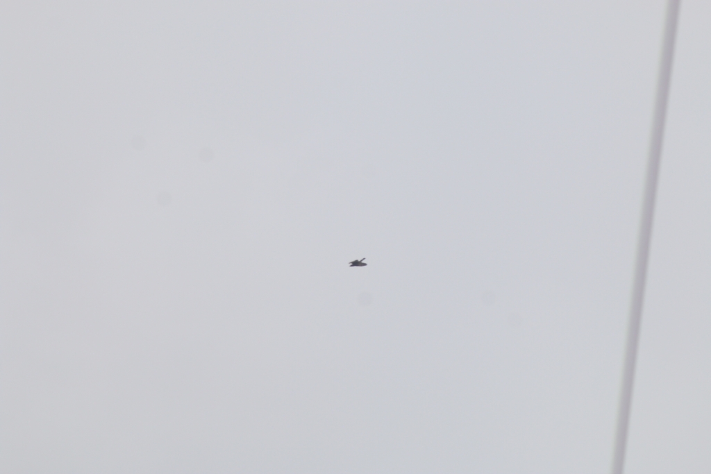 Crested Honey Buzzard (Pernis ptilorhynchus)