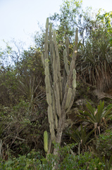 Cereus stenogonus
