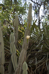 Cereus stenogonus