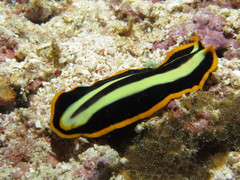 Pseudoceros dimidiatus