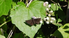 Viola minor