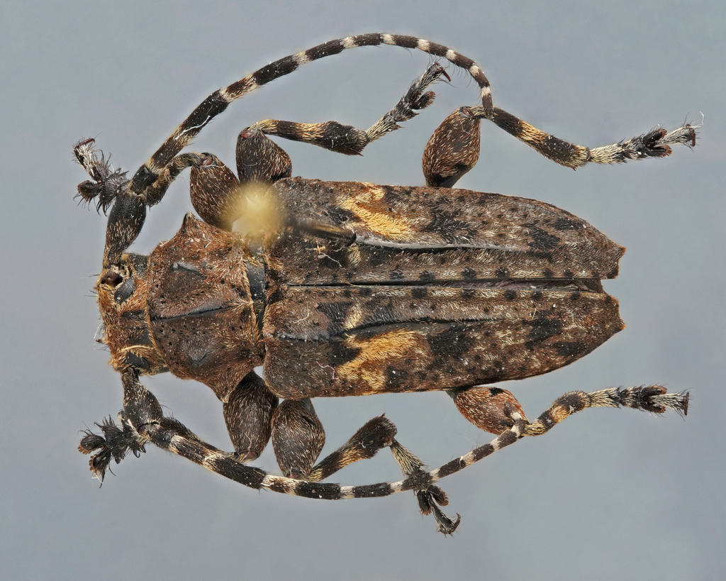 Acanthoderes alpina