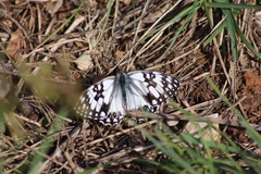 Melanargia occitanica