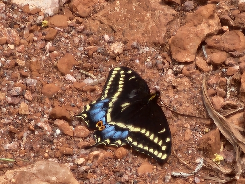 Indra Swallowtail photo 5