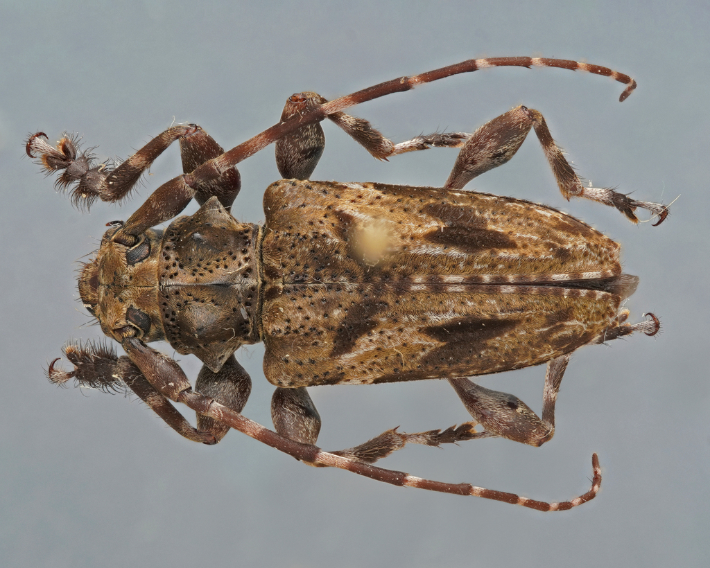 Acanthoderes amplitoris