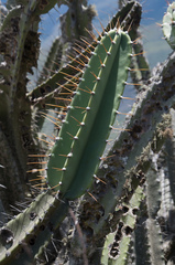 Cereus stenogonus