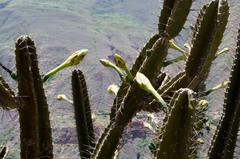 Cereus stenogonus