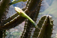 Cereus stenogonus