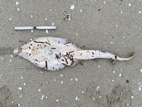 Guitarfish (Aptychotrema vincentiana) — Rhinobatidae — 2