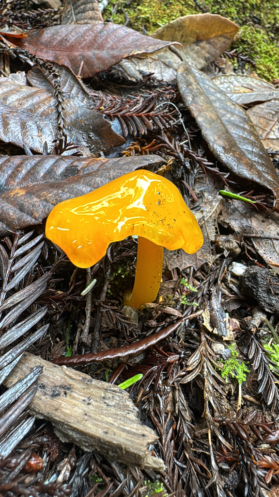 Hygrocybe flavescens · January 2026 · photo: © moemorelock (iNaturalist, cc-by)