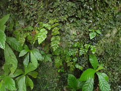 Tectaria coriandrifolia