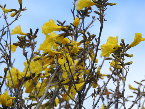 Handroanthus pulcherrimus, photograph 4
