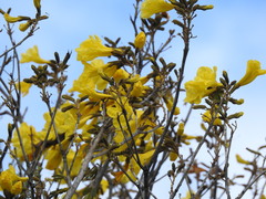 (c) Fabrício Mil Homens Riella, some rights reserved (CC BY) Handroanthus pulcherrimus, photograph (c) Fabrício Mil Homens Riella, some rights reserved (CC BY)