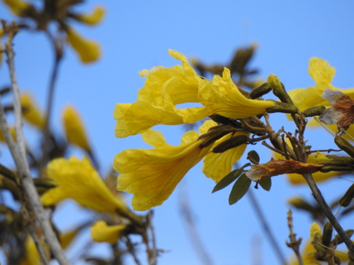 Handroanthus pulcherrimus, photograph 5