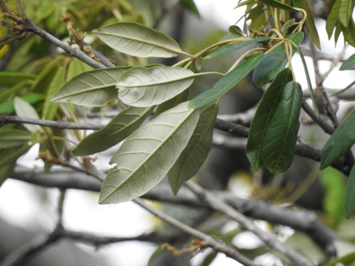 Handroanthus pulcherrimus, photograph 6
