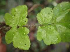 Tectaria coriandrifolia