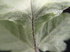 Tectaria coriandrifolia