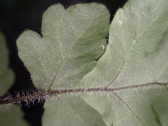 Tectaria coriandrifolia