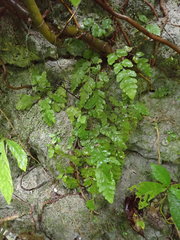 Tectaria coriandrifolia