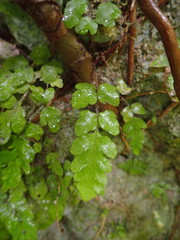 Tectaria coriandrifolia