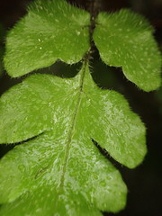 Tectaria coriandrifolia