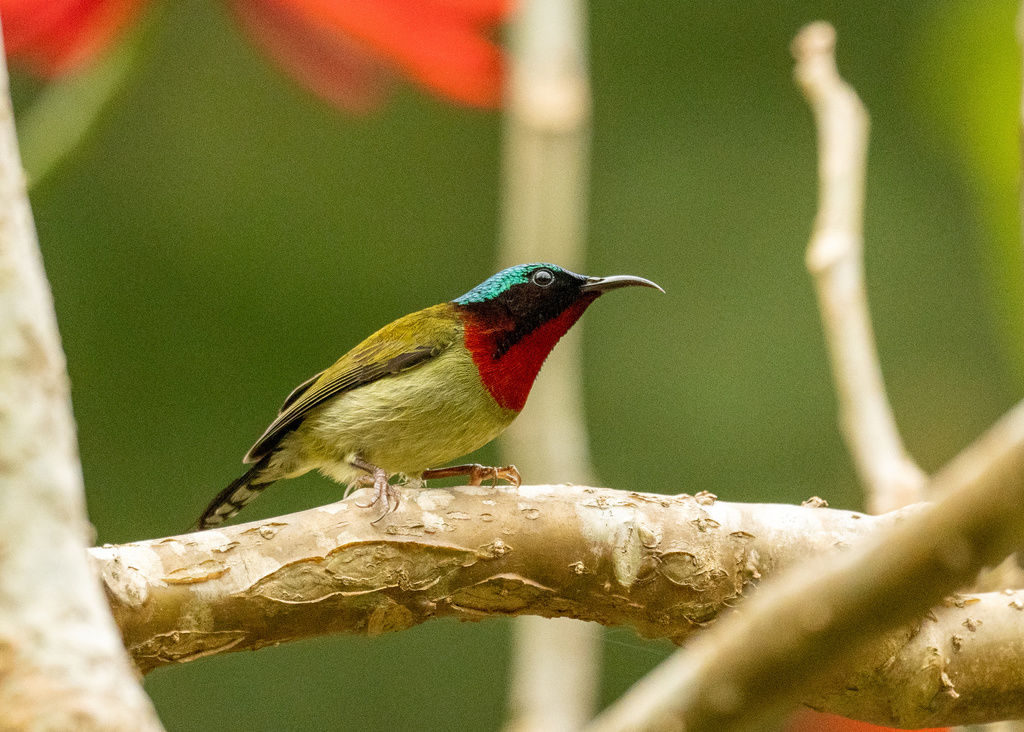 Fork-Tailed Sunbird