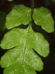 Tectaria coriandrifolia