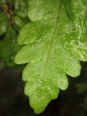 Tectaria coriandrifolia