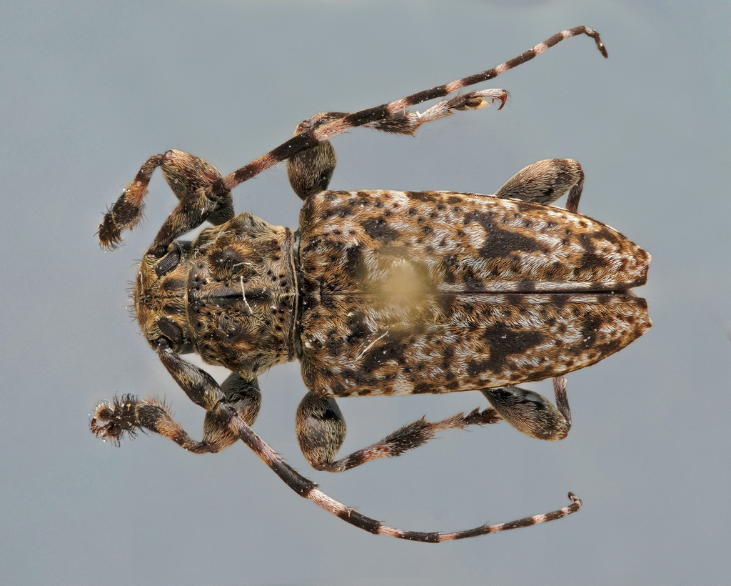Acanthoderes bicolor